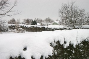 Vinter